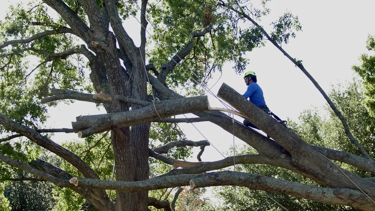 Professional Crown Thinning performed by certified arborists in Port Tobacco