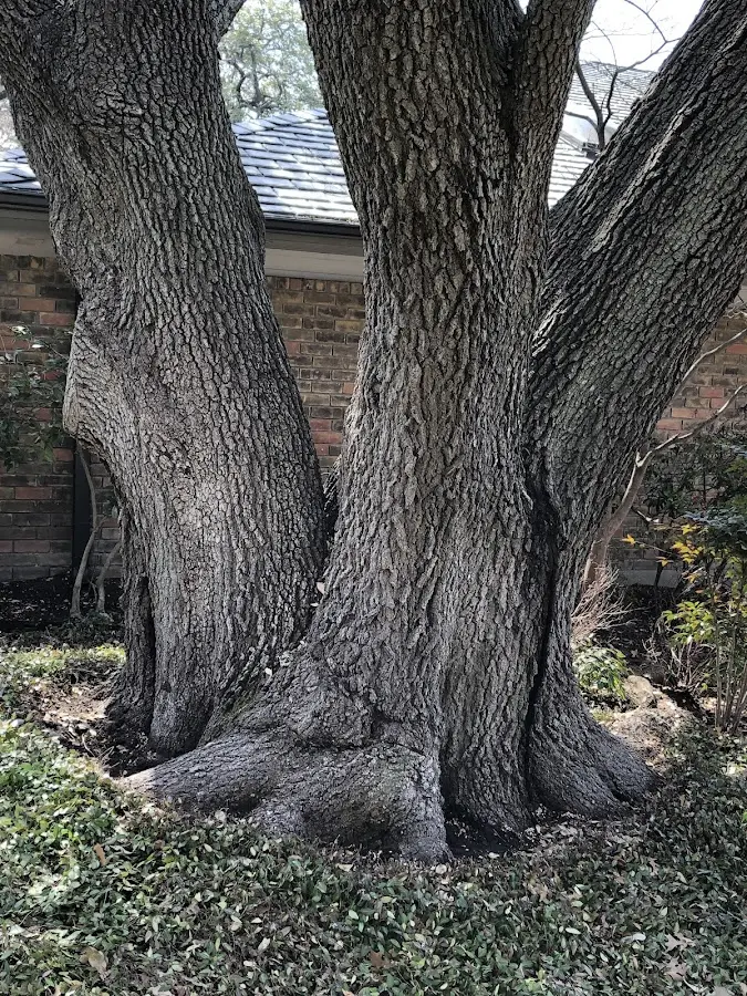 Mature heritage tree close to a Port Tobacco property cared for by certified arborists